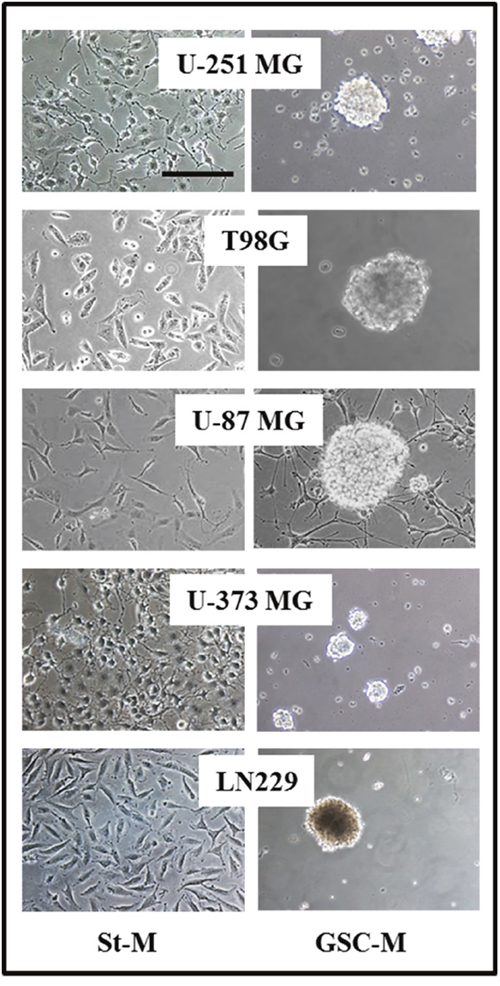 Glioma cell lines cultured in standard culture medium (St-M) and in DMEM/F12 medium serum free with EGF, b-FGF and B27 supplement for neurosphere growth (GSC-M).