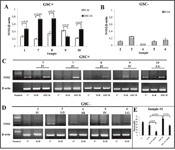 NOS2 expression and activity in primary cell cultures.