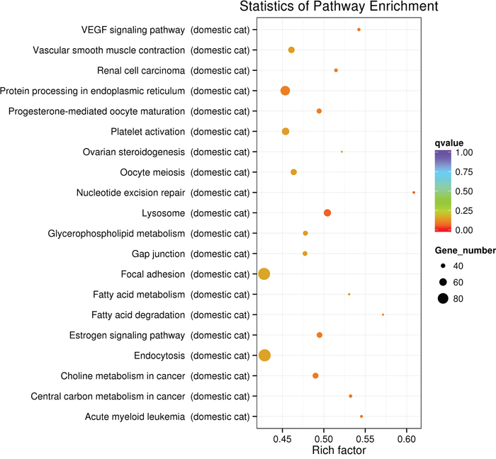 The top 20 enriched pathways of the predicted host targets of the differentially expressed miRNAs.
