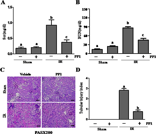 PP1 protects against renal I/R injury in mice.