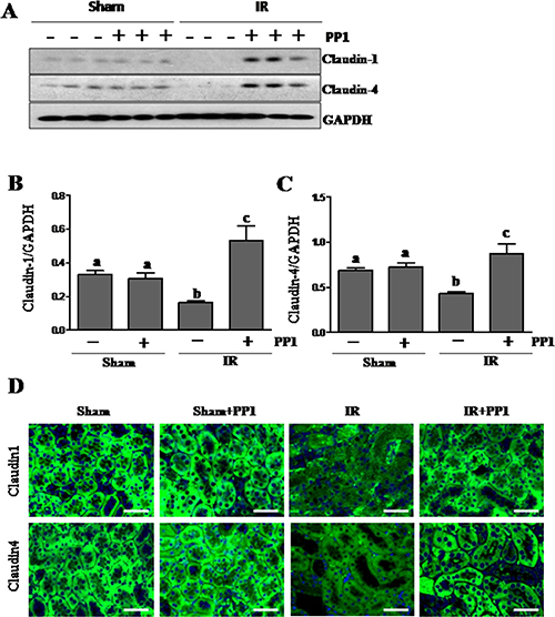 PP1 preserves the expression of claudin-1and claudin-4 in the kidney after I/R injury.