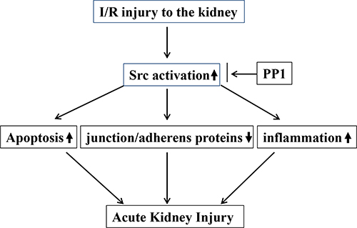 The underlying mechanism by which Src activation contributes to AKI.