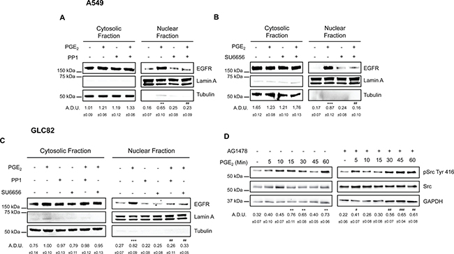 SRC family kinases play a pivotal role in PGE2 induced EGFR nuclear translocation.