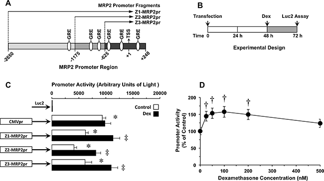 (A) Schematic representation of three (Z1, Z2 and Z3) 5&#x2019;-located partial fragments of the MRP2 promoter (MRP2pr) that were cloned into plasmids containing the firefly luciferase gene (Luc2).