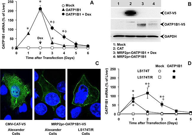 Figure 2: