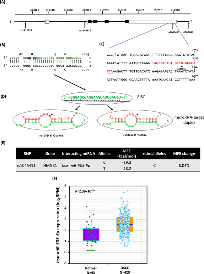 Binding site polymorphism for SNP rs1045411 [G/A] in the human HMGB1 3&#x2019;-UTR mRNA with a microRNA hsa-miR-505-5p binding site, decreases OSCC susceptibility among the Taiwan OSCC population.