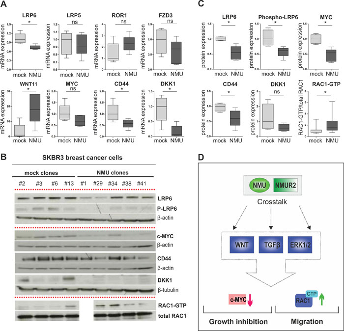 NMU signaling modulates the WNT receptor pathway in NMUR2-positive SKBR3 breast cancer cells.