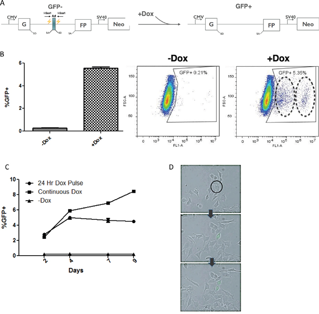 Doxycycline inducible construct uses GFP as a reporter for NHEJ.