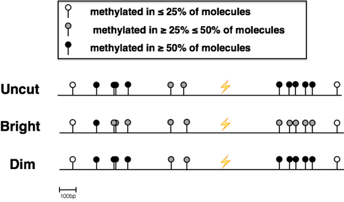 Bisulfite Sequencing of sorted Dim and Bright cells.