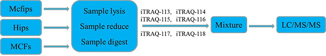 Schematic flowchart of the iTRAQ method.