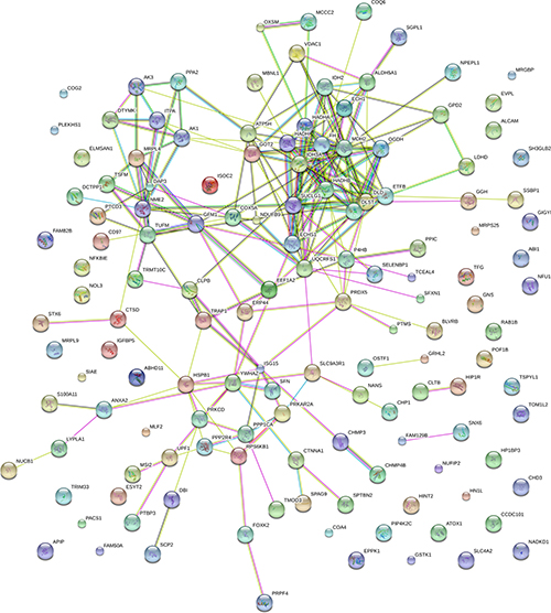 Interactome network of up-expressed proteins in Mcfips comparing to Hips.