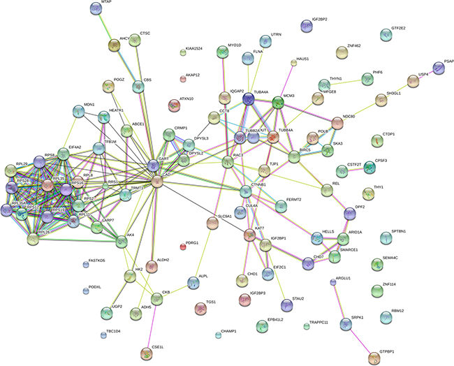 Interactome network of down-expressed proteins in Mcfips comparing to Hips.
