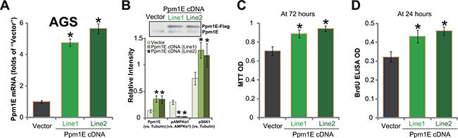 Exogenous Ppm1E over-expression promotes gastric cancer cell survival and proliferation.