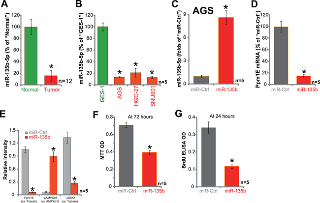 Exogenous expression of miR-135b-5p leads to Ppm1E depletion, AMPK activation, and proliferation inhibition in AGC cells.