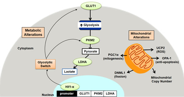 Schematic representation of the metabolic and mitochondrial alterations in early colon carcinogenesis.