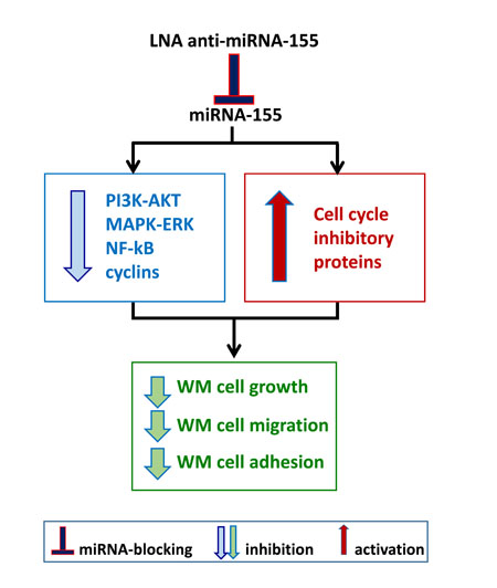 Inhibiting onco-miRNA-155 in WM cells.