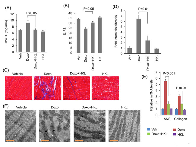 HKL treated mice are protected from doxorubicin-induced cardiac damage.