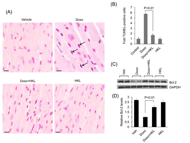 HKL treatment reduces doxorubicin induced cardiomyocyte apoptosis in mice.