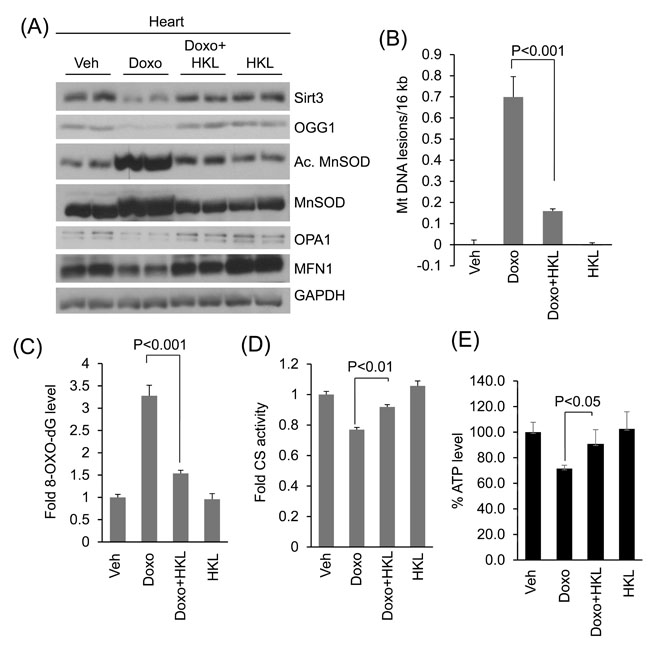 HKL treatment protects the heart from doxorubicin-induced mitochondrial damage