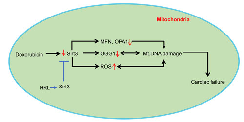 A model illustrating how HKL protects the heart from doxorubicin-induced cardiac injury: Doxorubicin-treatment downregulates SIRT3 in the heart resulting in decreased levels of OGG1, MFN1 and OPA1, and increased levels of ROS in mitochondria, all contributing to mtDNA damage.