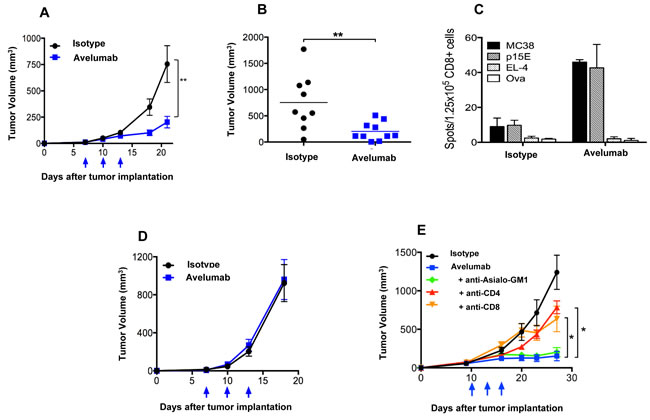 T cell-dependent anti-tumor activity of avelumab on different murine tumor models.