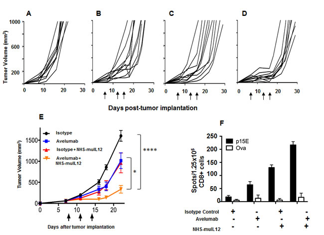 Combined antitumor efficacy of avelumab and NHS-muIL12