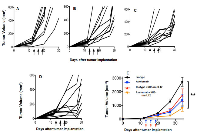 Combined antitumor effects of a avelumab +/- NHS-muIL12 on MB49 tumors (s.c.).