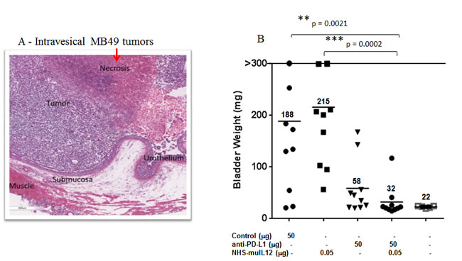 H&amp;E analysis and the combined antitumor effects of a rat anti-mPD-L1 antibody +/- NHS-muIL12 on intravesical bladder tumors.