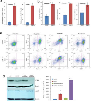 Fig 2: MiR-17 induces multiple drug resistance in colorectal adenocarcinoma cells.