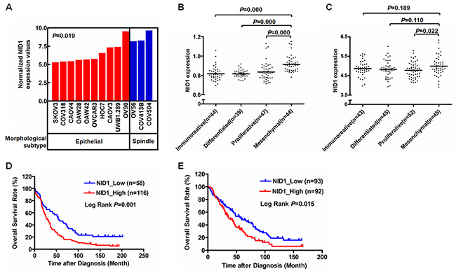 NID1 was a meshenchymal associated gene.