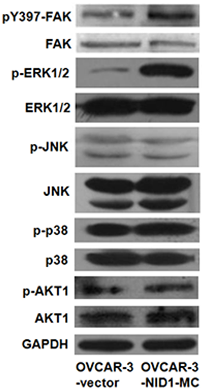 Effect of NID1 on signaling pathways.