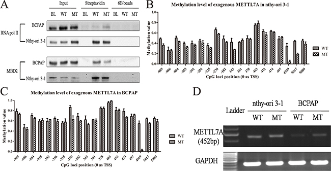Gene body methylation of METTL7A in thryoid cancer cell lines.