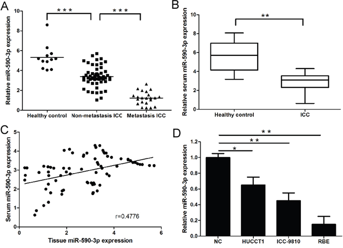 Expression of miR-590-3p in tissues, sera and cell lines of ICC.