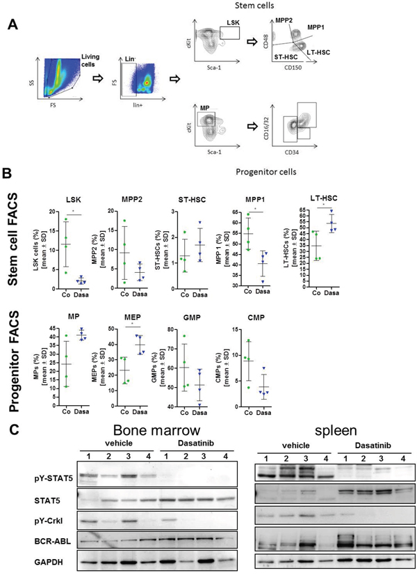 Dasatinib alters the stem- and progenitor cell compartment of BCR-ABL expressing mice.