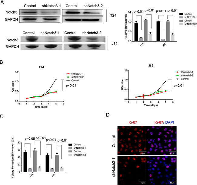 Notch3 knockdown inhibits cell growth in vitro.