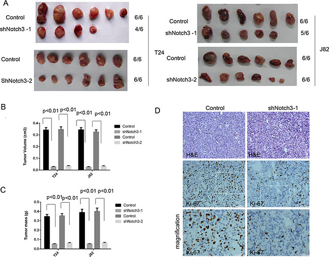 Notch3 knockdown decreases tumor growth in vivo.