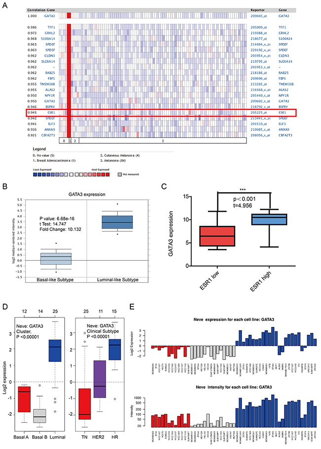The correlation analysis of GATA3 in different molecular subtypes of breast cancer.