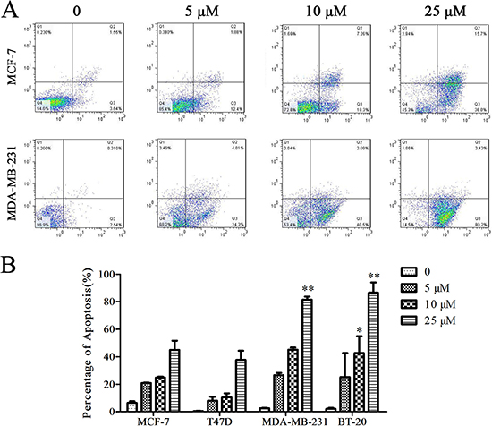 Cu(sal)(phen) induces apoptosis of breast cancer cells.