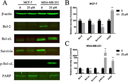 Cu(sal)(phen) treatment down-regulates expression of anti-apoptotic proteins.