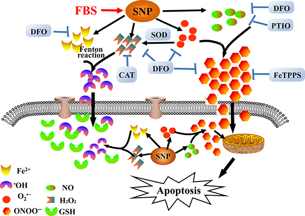 Schematic diagram showing decomposition of SNP and subsequent proapoptotic action in HepG2 cells.