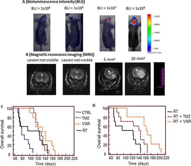 In vivo experiments: orthotopic intrabrain model.