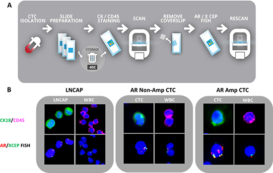 CTC capture and validation in LNCAP and mCRPC patients.