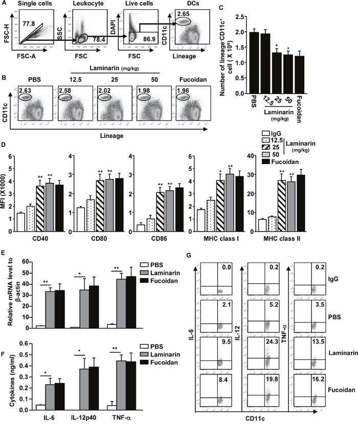 Laminarin-induced activation of spleen DCs in vivo.