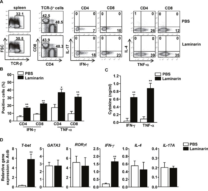 Laminarin-promoted Th1 and Tc1 responses in vivo.