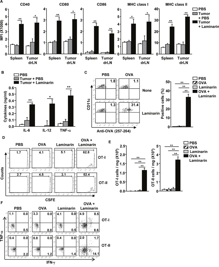 Laminarin-promoted maturation of drLNs and DCs in the tumor microenvironment.