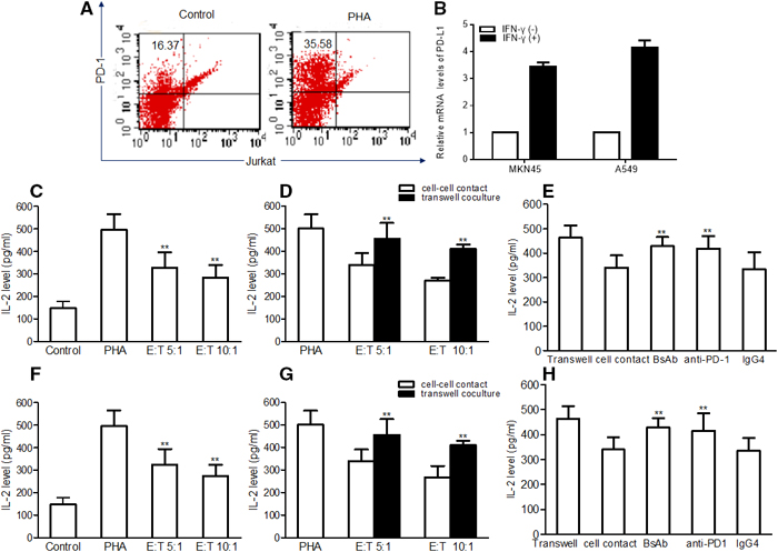 PD-L1 inhibits IL-2 production by human Jurkat T cells.