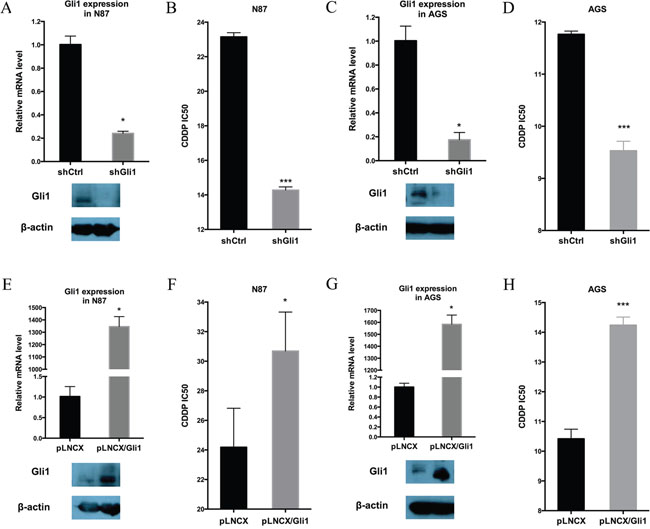 GLI1 expression is required and sufficient for intrinsic drug resistance in gastric cancer cells.