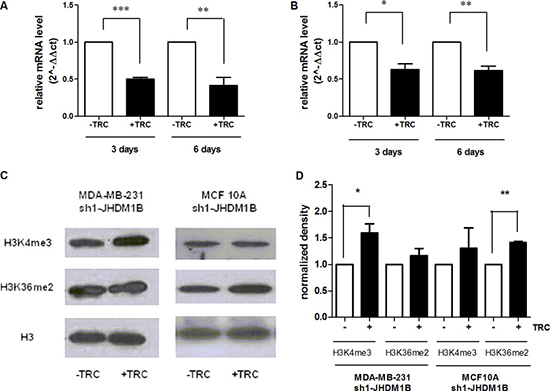 JHDM1B knock-down is associated with histone mark modification.