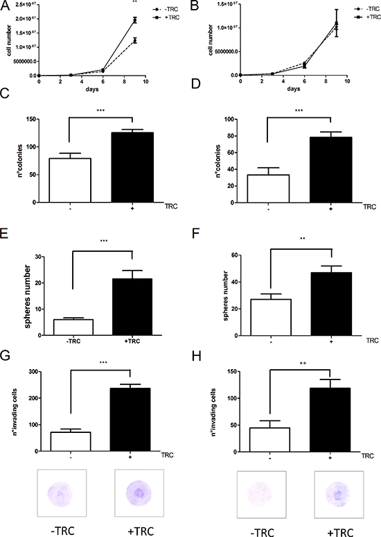 JHDM1B silencing triggers a more aggressive phenotype in the tested cell lines.