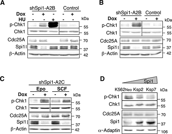 CHK1 phosphorylation in Spi1 pre-leukemic cells is increased following Spi1 down-regulation.